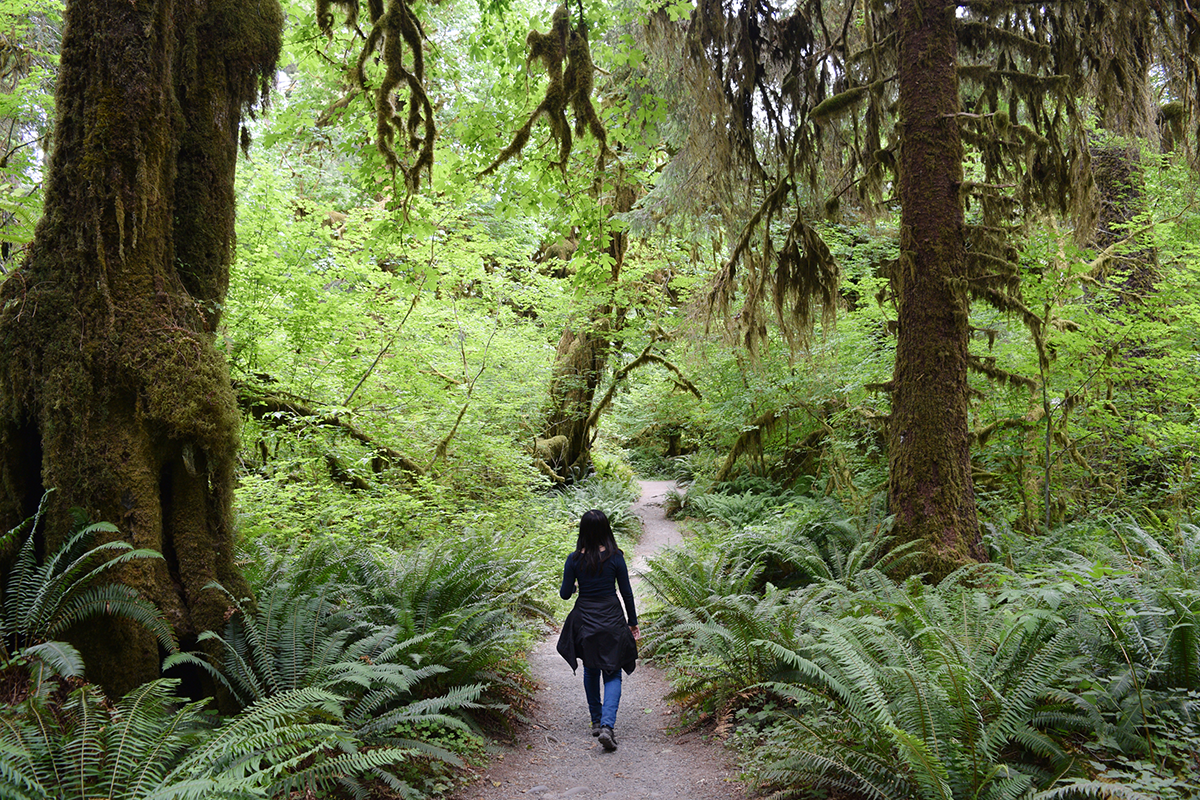 A person walking through a lush moss-covered rainforest trail.